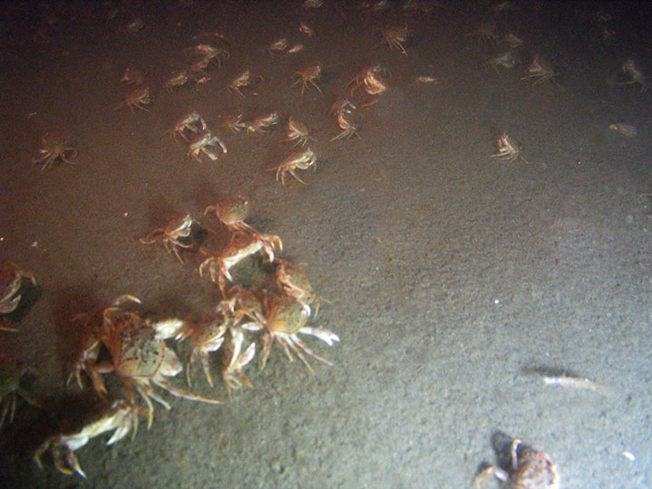 a couple dozen crabs on sandy seafloor